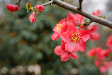 Fototapeta na wymiar blossom in spring