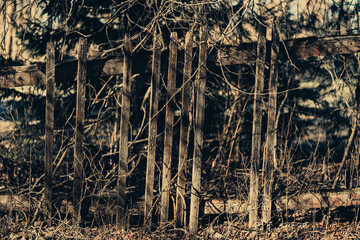 aged ruined rotten wooden fence around abandoned property in Latvia. Ivy wrapped an old wooden rotten fence