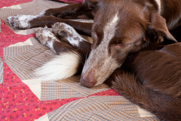 Perro durmiendo en sofá sobre manta de patchwork - obrazy, fototapety, plakaty
