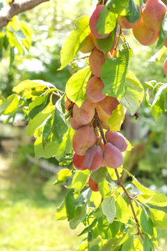 A branch with large ripe plums in an autumn orchard. Ecological gardening.