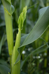Agricultural land of green corn farm. Corn stalks close up. cultivated fields. Wallpaper. Minimalist landscape. The beauty of the earth. The cob of corn.