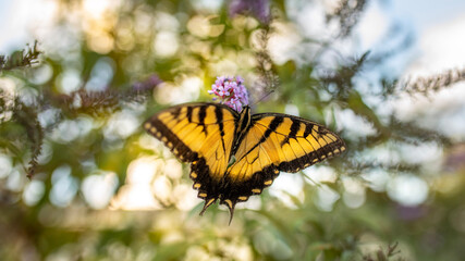 Southern Yellow Swallowtail 