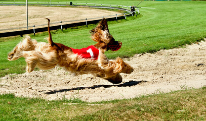 Afghan greyhound racing dog participating in a competition. It is jumping in the sand at the end of...