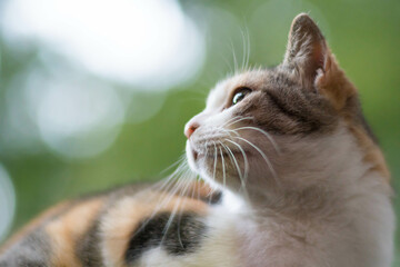 京都 伏見稲荷大社の森に暮らす美しい横顔の野良猫