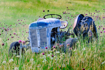 Old Vintage Tractor Antique in Field with Flowers Abandoned
