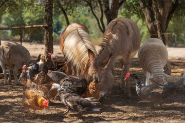 multiple animals to eat on farm.