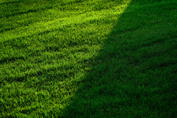 Lush Green Grass Growing Long on Lawn or Yard Growth with Shadow or Shade