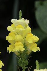 Flowering spike of yellow snapdragon flowers in close up