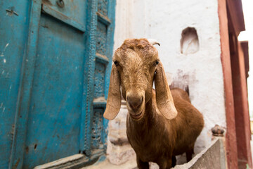 Curious goat with open mouth looking at the camera in a narrow street in Varanasi, India
