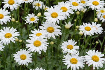 A Patch Of Beautiful White Daisies In The Garden In July
