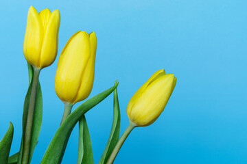 Three yellow tulips on blue background with copy space. Bouquet of spring flowers