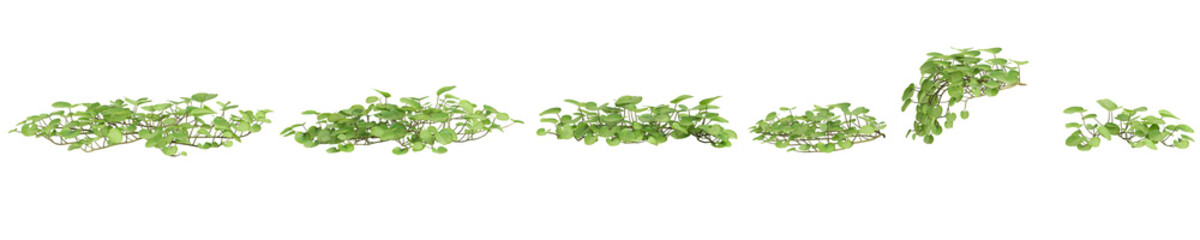 3d illustration of set Dichondra repens tree isolated on white and its mask