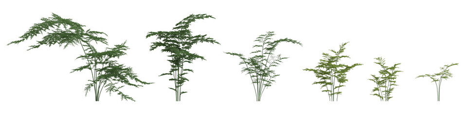 Naklejka na ściany i meble 3d illustration of set Asparagus setaceus tree isolated on white and its mask