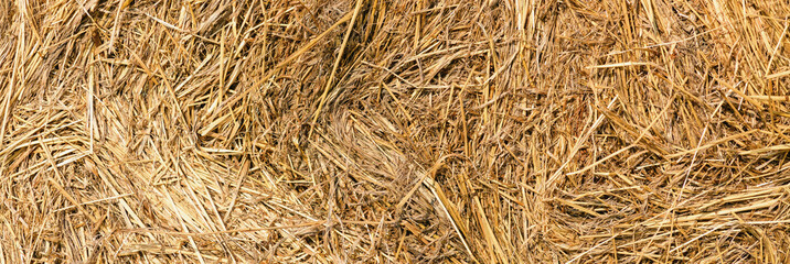 Haystack close-up. Straw texture  background close up. Harvest concept. Banner