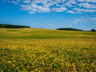 yellow green soybean fields in the fall