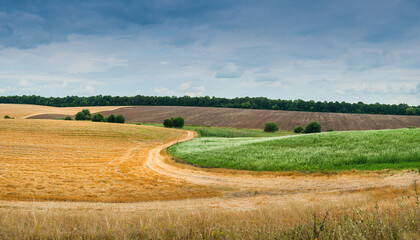 Fototapeta na wymiar panorama of fields with border between yellow and green field like summer and autumn time after harvest