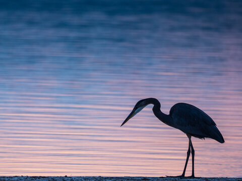 great blue heron standing on dock at sunrise