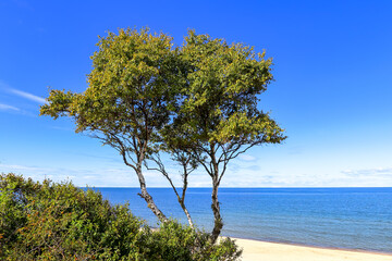 Three birches grow on the sandy slope of a dune, seashore. Vistula Spit, Baltic Sea