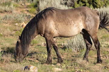 Wild Horse in Summer in Montana