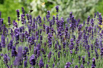 Purple lavender flowers in close up