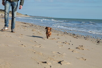 Chien heureux