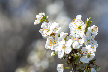 White flowers bloom in the trees. Spring landscape with blooming sakura tree. Beautiful blooming garden on a sunny day. Copy space for text.