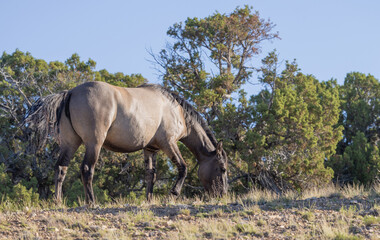 Fototapeta premium Wild Horse in Summer in Montana