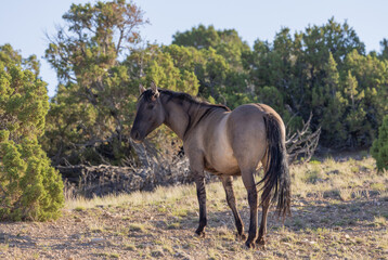 Wild Horse in Summer in Montana