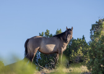 Wild Horse in Summer in Montana