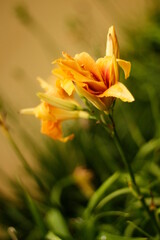 ORQU&Iacute;DEAS, PLANTAS Y NATURALEZA COLOMBIANA