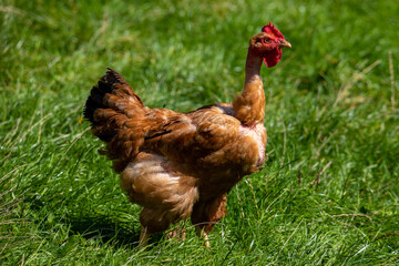 a close-up with a hen with a bare neck