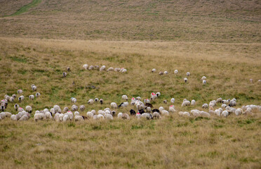 Fototapeta premium A flock of sheep on an alpine pasture with dry grass