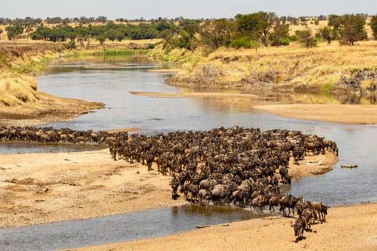 A herd of gnus crossing the Mara River in Tanzania