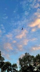 Hawk in the sky