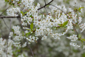 Background from blossoming branches of cherry.