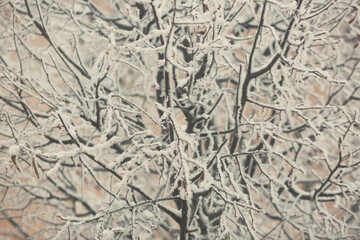 Fototapeta na wymiar Winter texture of the branches of trees covered with a thick layer of snow.