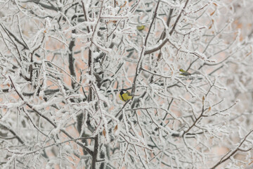 Great tit on a snow-covered linden branch in winter