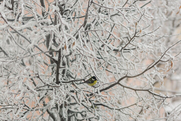 Great tit on a snow-covered linden branch in winter