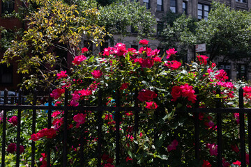 Fototapeta na wymiar Blooming Red Rose Bush Behind a Fence in the East Village of New York City during the Spring