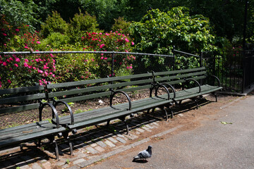 Empty Wood Bench at Tompkins Square Park in the East Village of New York City with Green Plants and Flowers
