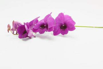 Purple orchid flowers at green branch with blossom and leaf buds on  white background.