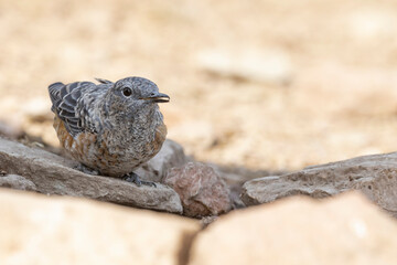 The common rock thrush (Monticola saxatilis)