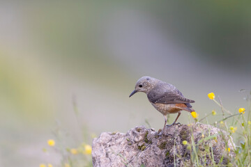 The common rock thrush (Monticola saxatilis)
