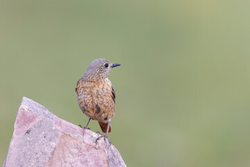 The common rock thrush (Monticola saxatilis)
