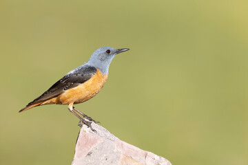 The common rock thrush (Monticola saxatilis)