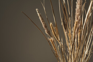 Dried pampas grass bouquet with shadows on the wall. Silhouette in sun light. Aesthetic minimal...