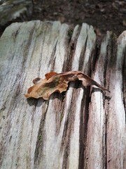 hoja