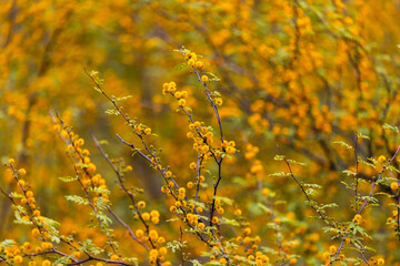 Adventures of the World