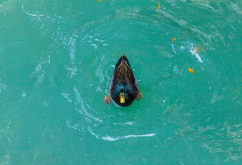 Adventures of the World