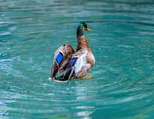 Adventures of the World